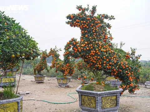 Quýt hóa ngựa giá chạm 30 triệu: Nhà giàu săn lùng linh vật Tết Bính Ngọ 2026