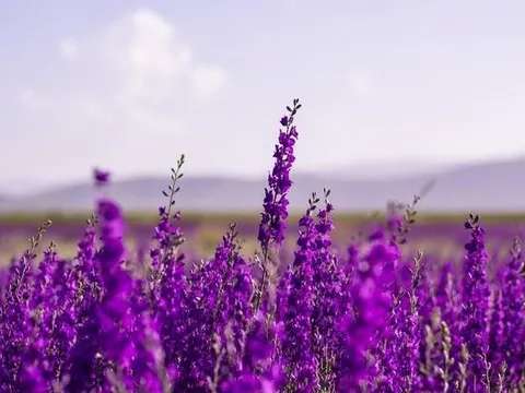 Một cổ phiếu chứng khoán "bốc đầu" kịch trần sau khi báo lãi năm 2025 gấp 860 lần