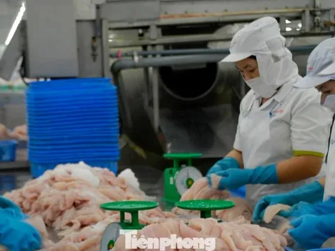 Cá tra Việt Nam bán cho Trung Quốc nhiều nhất