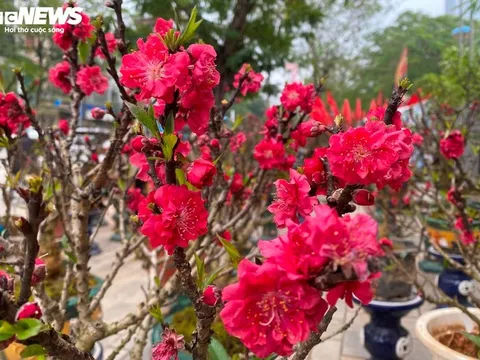 Đào thất thốn nở bung trước Tết cả tháng: Nhà vườn 'nín thở' nhìn tiền triệu… trôi theo thời tiết
