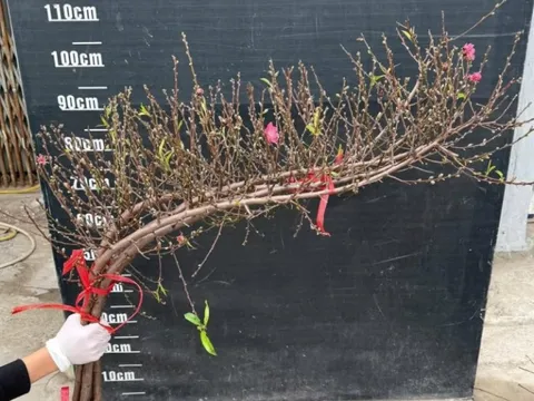 Đào huyền 'lên ngôi' trước Tết: Bán theo cành, chốt nghìn đơn online, giá có thể tăng gấp rưỡi sát ngày