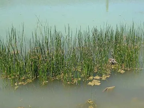 Từng mọc hoang dưới ao bùn, loại củ này nay 'đổi phận' thành đặc sản được săn lùng, giá tới 80.000 đồng/kg