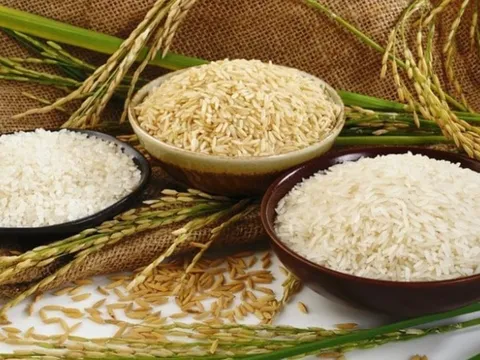 Nhìn thấy 'mỏ vàng' ngành gạo, Việt Nam công bố kế hoạch đầy tham vọng cho năm 2026