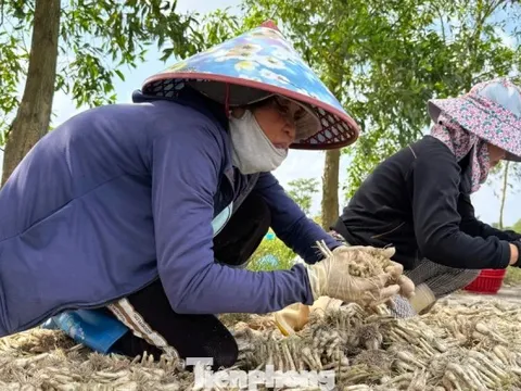 Kiệu Tết 'cháy hàng' ngay tại ruộng