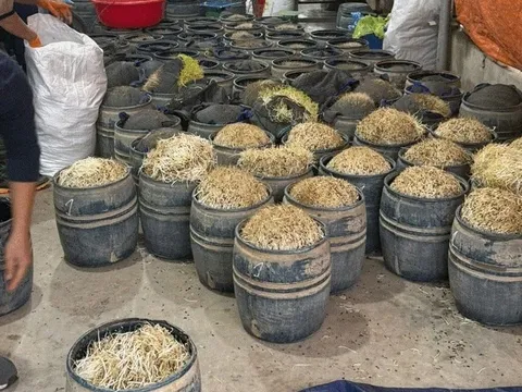 Rùng mình trước gần 3 tấn giá đỗ ngâm tẩm chất cấm, trắng mập bất thường vừa bị bắt tại Hưng Yên