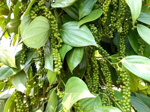 'Vàng đen' Việt Nam lập đỉnh 1,66 tỷ USD, 3 thị trường bất ngờ 'vung tiền' gom mạnh