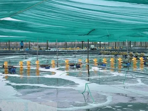 'Mỏ vàng' của Việt Nam lập đỉnh 4,6 tỷ USD: Trung Quốc, Mỹ, EU đổ tiền mua, nước ta có công nghệ chế biến dẫn đầu thế giới