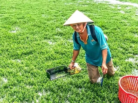 Bỏ lúa và vườn dừa, nông dân Vĩnh Long ‘đánh liều’ trồng thứ rau đắng ngắt có nguồn gốc từ Nhật Bản: Có bao nhiêu là bán ‘hết veo’, đút túi ‘nhẹ tênh’ chục triệu/ tháng