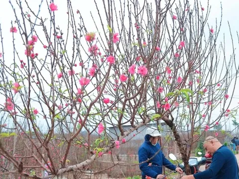 Người Hà Nội nhộn nhịp đi mua đào chơi Tết sớm