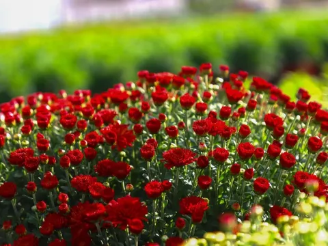 Làng hoa trăm tuổi 'đỏ lửa' ngày giáp Tết, cúc Đài Loan giá bạc triệu vẫn 'cháy hàng'