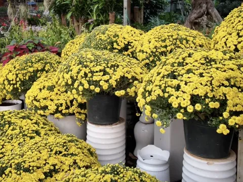 Giá cúc mâm xôi Tết có rẻ khi nhiều nơi kêu “giải cứu”?