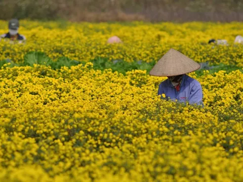 Từ "thượng phẩm tiến Vua" đến cánh đồng bạc triệu: Loài hoa vàng rực đang đổi đời nông dân