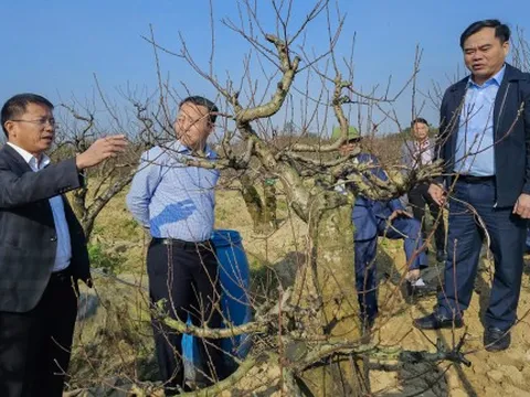 Trồng đào tết nhưng chỉ cho thuê chứ không bán, nông dân thu nửa tỉ mỗi năm
