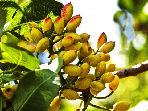 Gần như không trồng nhưng vẫn thu về hàng trăm triệu USD, loại hạt này bất ngờ trở thành 'ngôi sao mới' xuất khẩu rau quả Việt