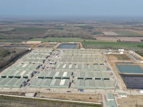 Phó Tổng giám đốc BAF: Dịch tả heo châu Phi là “bài toán sống còn”, ngành bước vào chu kỳ tái cấu trúc, giá heo 2026–2028 có thể đi theo 2 kịch bản