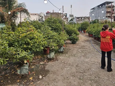 Mai Tết tràn ngập tuyến đường Phạm Văn Đồng đầu tháng Chạp