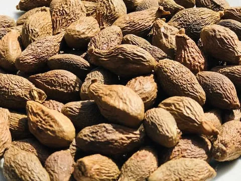 Từng chín rụng đầy không ai nhặt, loại hạt này nay 'đổi vận' được ví như 'yến sào của núi rừng' , giá cao ngất ngưởng