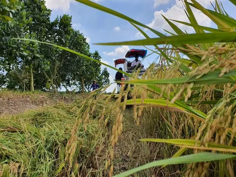 Giống lúa Việt Nam trồng trên đất Cuba tạo kỷ lục: Nông dân nói gì?