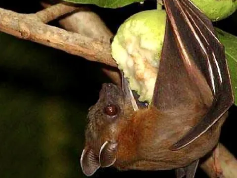 Chuyên gia cảnh báo: Dấu hiệu nhận biết trái cây từng bị động vật cắn, tránh nguy cơ virus Nipah