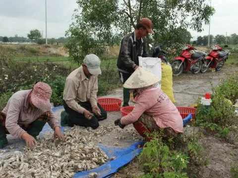 Giá rớt nhanh, thủ phủ kiệu tết ở miền Trung cấp tập thu hoạch