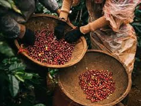 'Vàng đen' của Việt Nam khởi sắc đầu năm 2026, thu hơn 433 triệu USD chỉ trong nửa đầu tháng 1