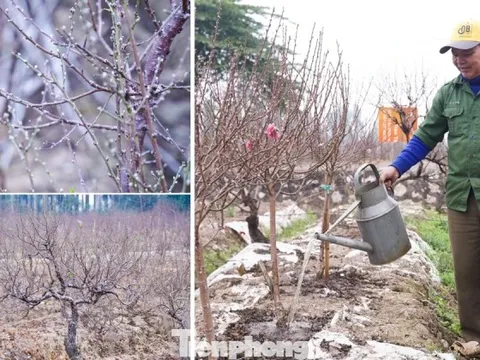 Lý do đào La Cả không vội Tết