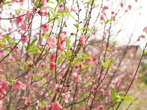 Làng hoa Lý Trạch lao đao