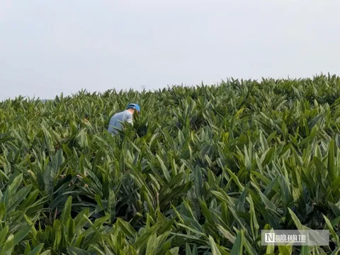 Trồng 'vàng xanh' trên đồng đất xứ Thanh, mỗi héc-ta nông dân thu hàng trăm triệu đồng