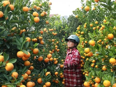 Thương lái, người mua đổ về thủ phủ quất cảnh miền Trung 