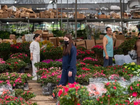 Chợ hoa lớn nhất miền Bắc 'nóng' sớm: Người dân đổ xô sắm Tết từ giữa tháng Chạp