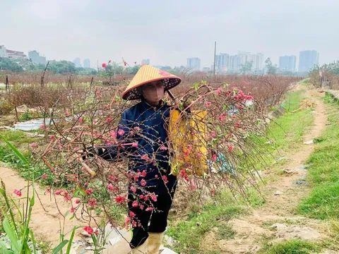 Tết chưa tới, đào đã nở đỏ vườn: Nhà vườn vội bán tháo, giảm giá sâu để 'cứu vãn' vốn