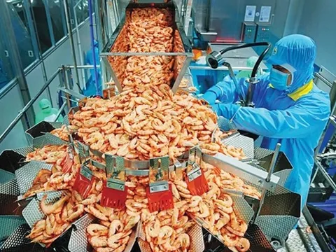 Trung Quốc đổi gu ăn tôm, 'mỏ vàng' mới mở ra cho Việt Nam