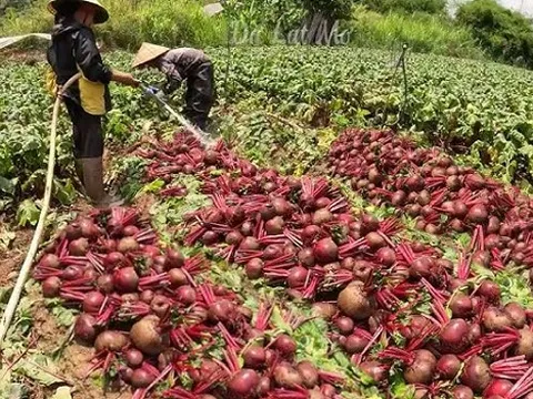 Ít ai ngờ 'kho báu dinh dưỡng' giá rẻ, trồng bạt ngàn ở Việt Nam đứng top đầu rau tốt nhất thế giới