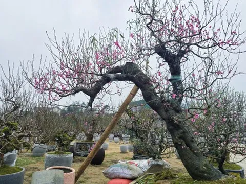 Đào khủng trăm triệu xuống phố phục vụ đại gia chơi tết 