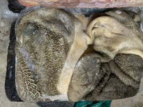 Liên tục phát hiện thực phẩm ‘3 không’ tại TPHCM