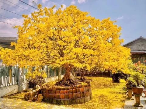 Khách chồng tiền ngay gốc, chủ tịch tập đoàn trả 6 tỷ: Vì sao chủ nhân cây mai vàng này quyết không bán mà để người dân ngắm miễn phí?