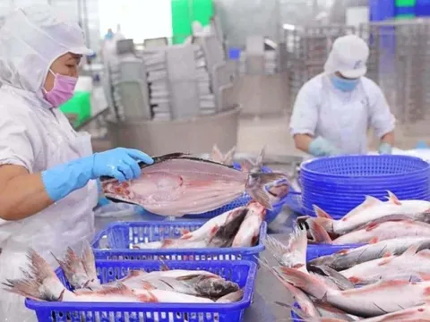 Vĩnh Hoàn báo lãi 245 tỷ đồng quý 4/2025, giảm 44% so với cùng kỳ, cổ phiếu kịch sàn