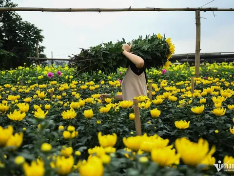 Trồng loài hoa 'không thể thiếu' trong ngày Tết, nông dân Tây Tựu bỏ túi trăm triệu