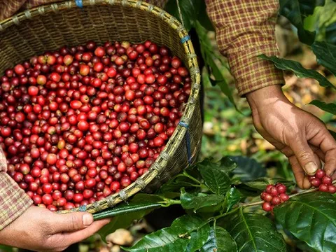 Việt Nam sở hữu loại hạt mệnh danh 'vàng nâu': 1 tháng thu gần 1,1 tỷ USD, hơn 80 quốc gia tích cực săn lùng