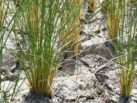 Một giống gạo Việt được quốc gia nhập khẩu lớn nhất thế giới chọn làm chuẩn tham chiếu thuế