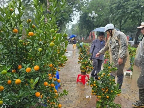 Cận Tết, phố bớt cây cảnh tràn đường, chợ hoa Hà Nội vẫn vắng khách