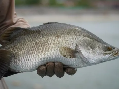 Bỏ nuôi tôm, lão nông miền Tây thu hàng trăm tỷ nhờ "thế thân" bằng loại cá nước lợ