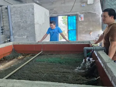 Tự ấp trứng lươn, mở lối làm giàu cho quê hương