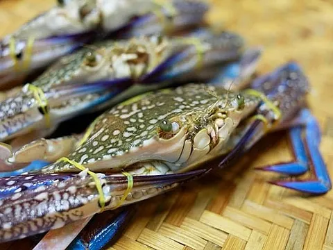 'Kho báu dưới nước' của Việt Nam 'bơi' sang Mỹ, Pháp siêu đắt hàng: Bỏ túi gần 86 triệu USD, chất lượng vượt trội