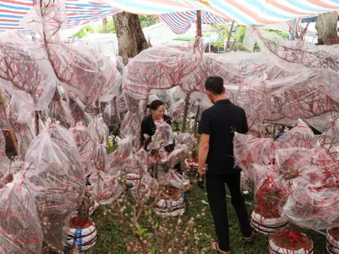 Công viên tràn ngập mai, đào, người ghé mua tấp nập