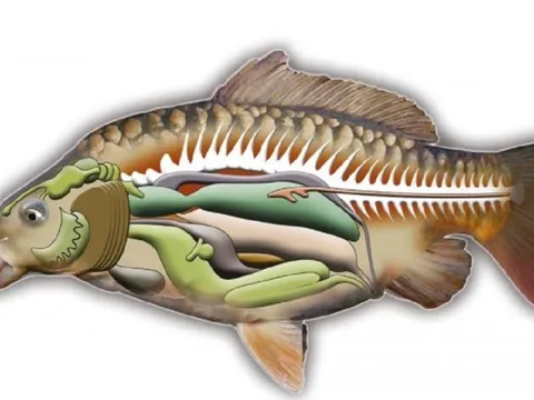 2 bộ phận của cá "cực độc, nhất là cái số 1, nhiều người thích ăn vì tưởng bổ