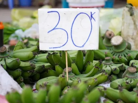 Chuối xanh 28 Tết: Từ nửa triệu ‘rơi’ xuống 30.000 đồng vẫn ế