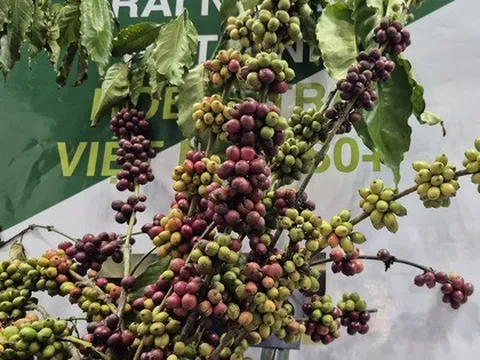 Năm hoàng kim của cà phê Việt Nam