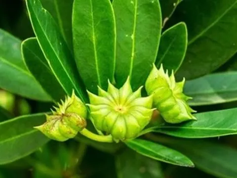 Việt Nam vừa xuất khẩu hơn 1.000 tấn hoa từ cây ‘bạc tỷ’: Thu về hơn 4 triệu USD, doanh nghiệp nào đóng góp lớn nhất?