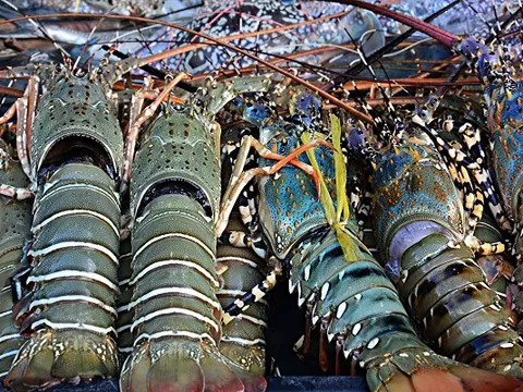 Tăng vọt 131% chỉ sau một năm, Trung Quốc chi mạnh: Mặt hàng này đang thành 'gà đẻ trứng vàng', doanh nghiệp Việt 'trúng đậm'